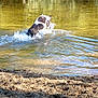 Lola a rejoint le concours — aidez-le/la à gagner de superbes lots ! dog, water, river, splash, nature, outdoor, greenery, sand, play, animal, pet, daylight, trees, shore, active, summer, canine, recreation, wildlife, environment