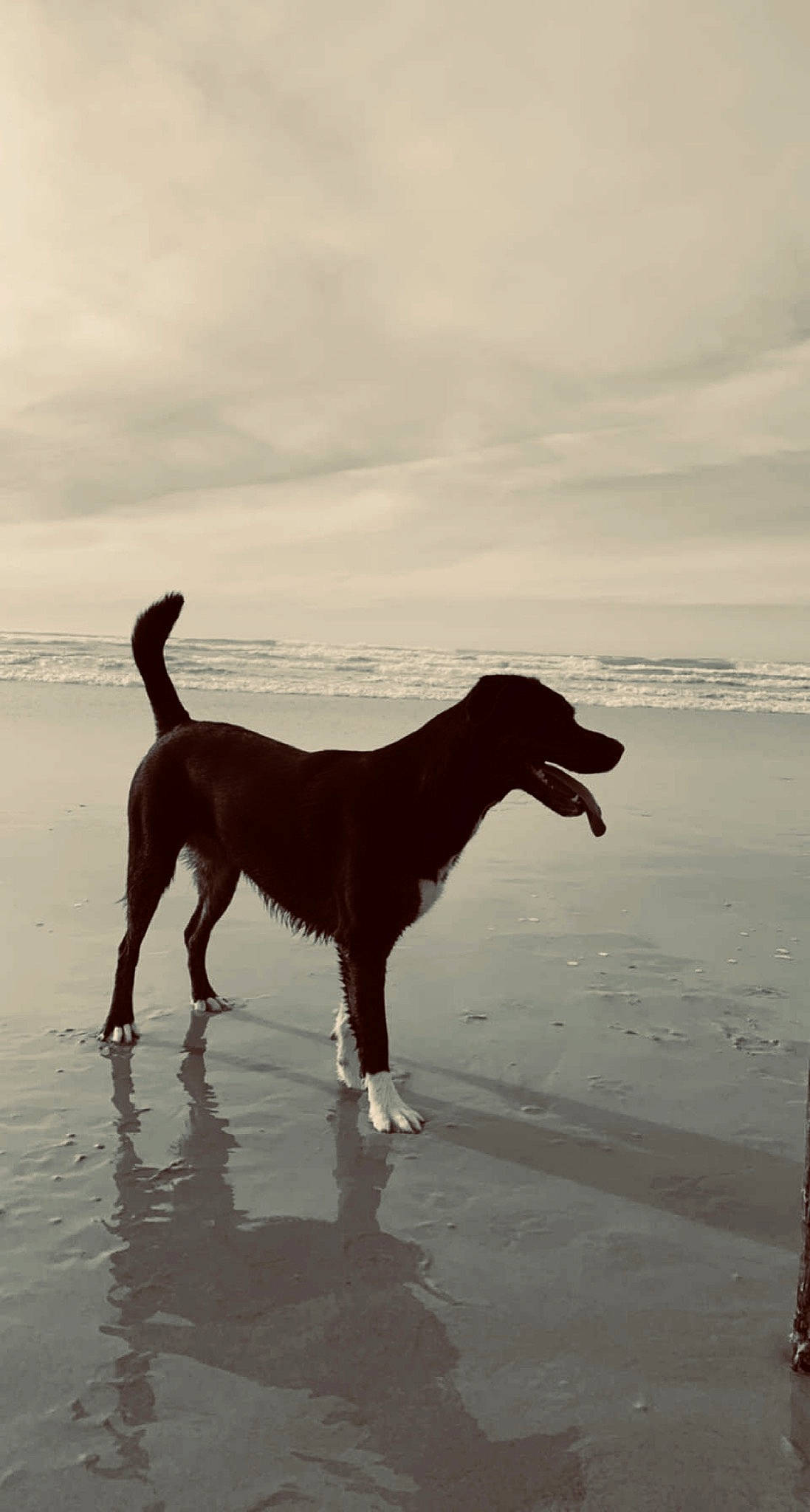 Pita a rejoint le concours — aidez-le/la à gagner de superbes lots ! beach, canidae, carnivore, cloud, collar, companion_dog, dog, dog_breed, fawn, horizon, liquid, ocean, sand, shore, sky, sporting_group, tail, water, wind_wave, working_animal