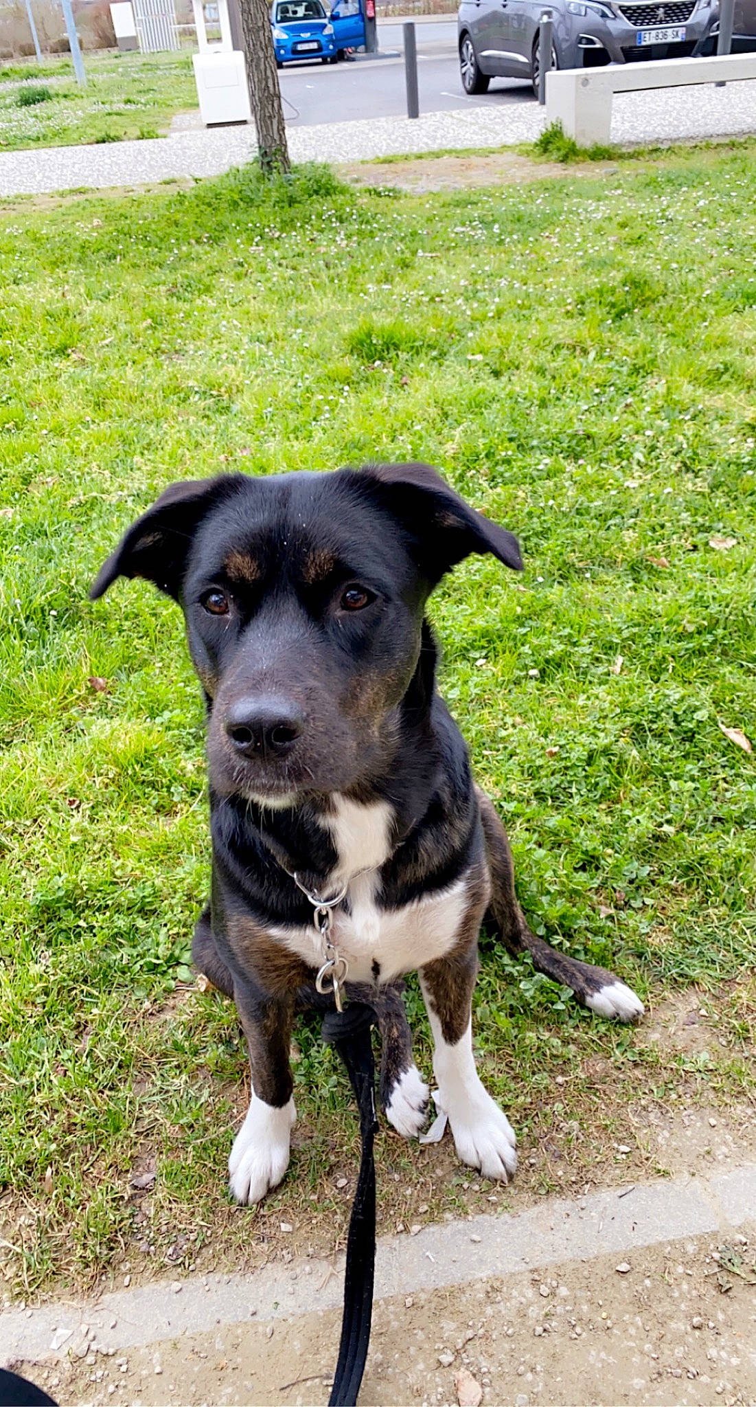 Pita a rejoint le concours — aidez-le/la à gagner de superbes lots ! adventure, canidae, carnivore, collar, companion_dog, dog, dog_breed, dog_collar, grass, groundcover, hat, leash, plant, puppy, snout, sporting_group, tail, whiskers, working_animal, working_dog