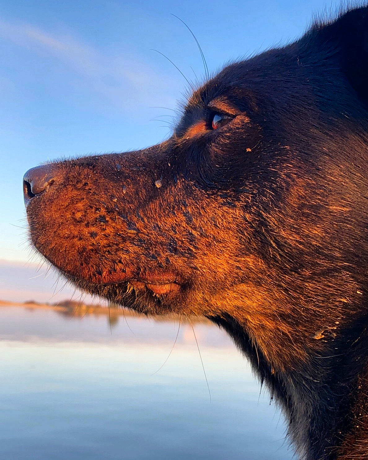 Pita a rejoint le concours — aidez-le/la à gagner de superbes lots ! canidae, canis, carnivore, cloud, dog, dog_breed, electric_blue, fur, giant_dog_breed, lake, liver, sky, snout, sporting_group, terrestrial_animal, water, whiskers, wildlife, working_animal, working_dog