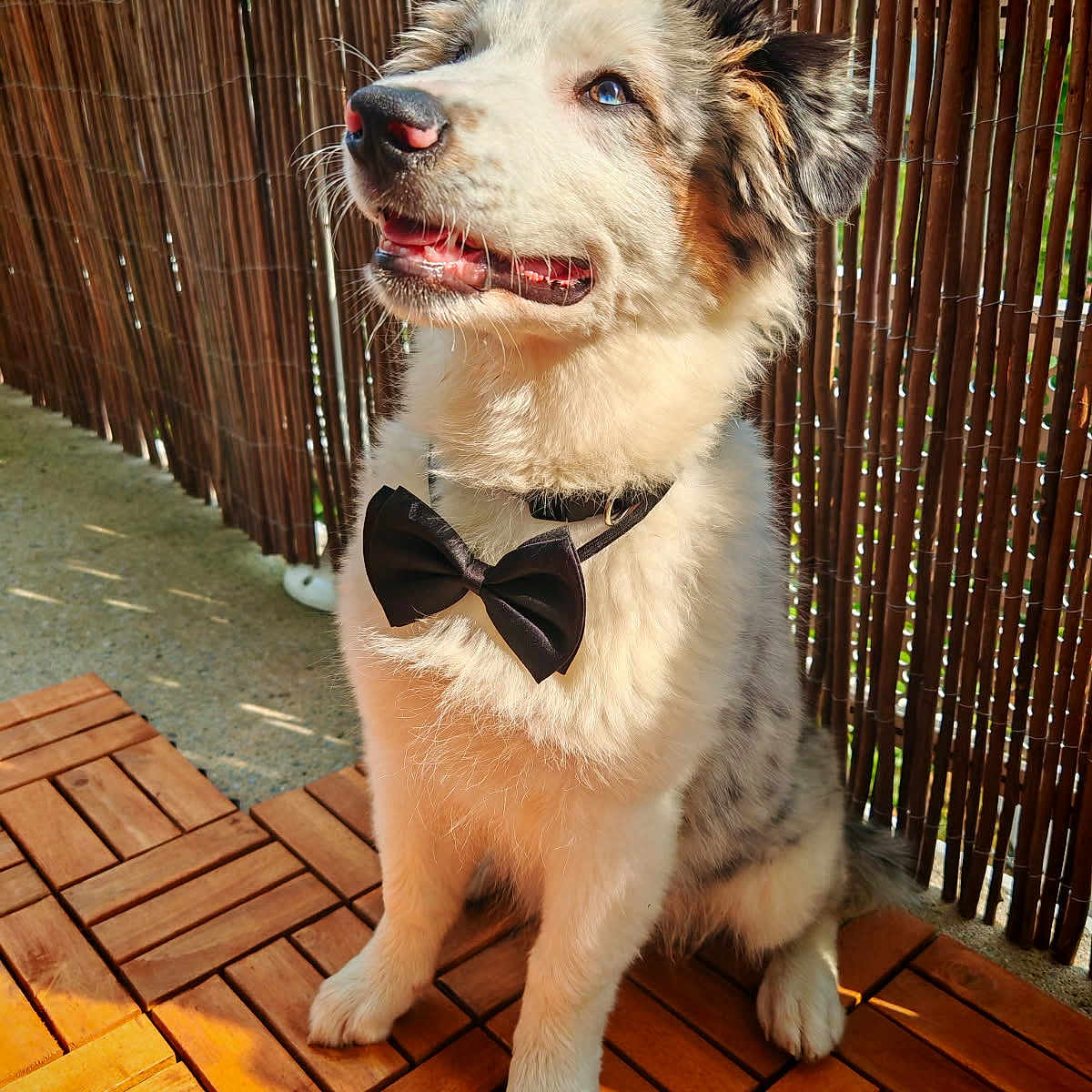 Taïko participe au concours pour gagner de l'argent avec cette photo : animal, bamboo_fence, bow_tie, canine, collar, companion, cute, dog, domestic_animal, fluffy, friendly, fur, happy, looking_up, outdoor, pet, portrait, sitting, sunlight, wooden_deck