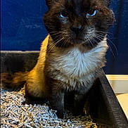 Franklin Cat is registered to the contest to win money with this photo: cat, feline, blue_eyes, dark_fur, white_chest, sitting, litter_box, cat_litter, indoor, portrait, close_up, front_facing, alert, serious_expression, whiskers, ears, tail, blue_wall, warm_lighting, pet
