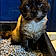 Franklin Cat