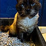 cat, feline, blue_eyes, dark_fur, white_chest, sitting, litter_box, cat_litter, indoor, portrait, close_up, front_facing, alert, serious_expression, whiskers, ears, tail, blue_wall, warm_lighting, pet