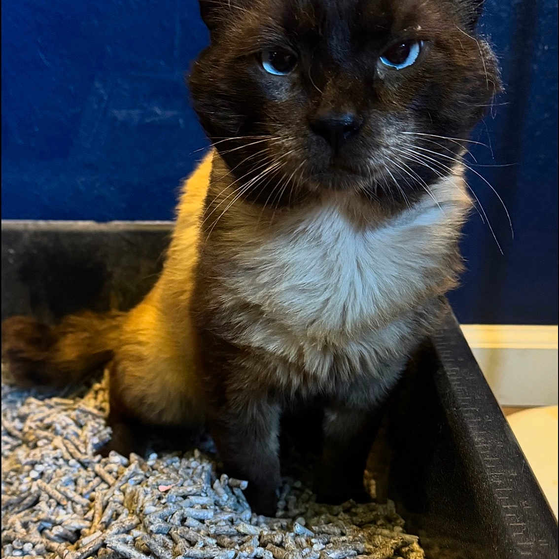 Franklin Cat