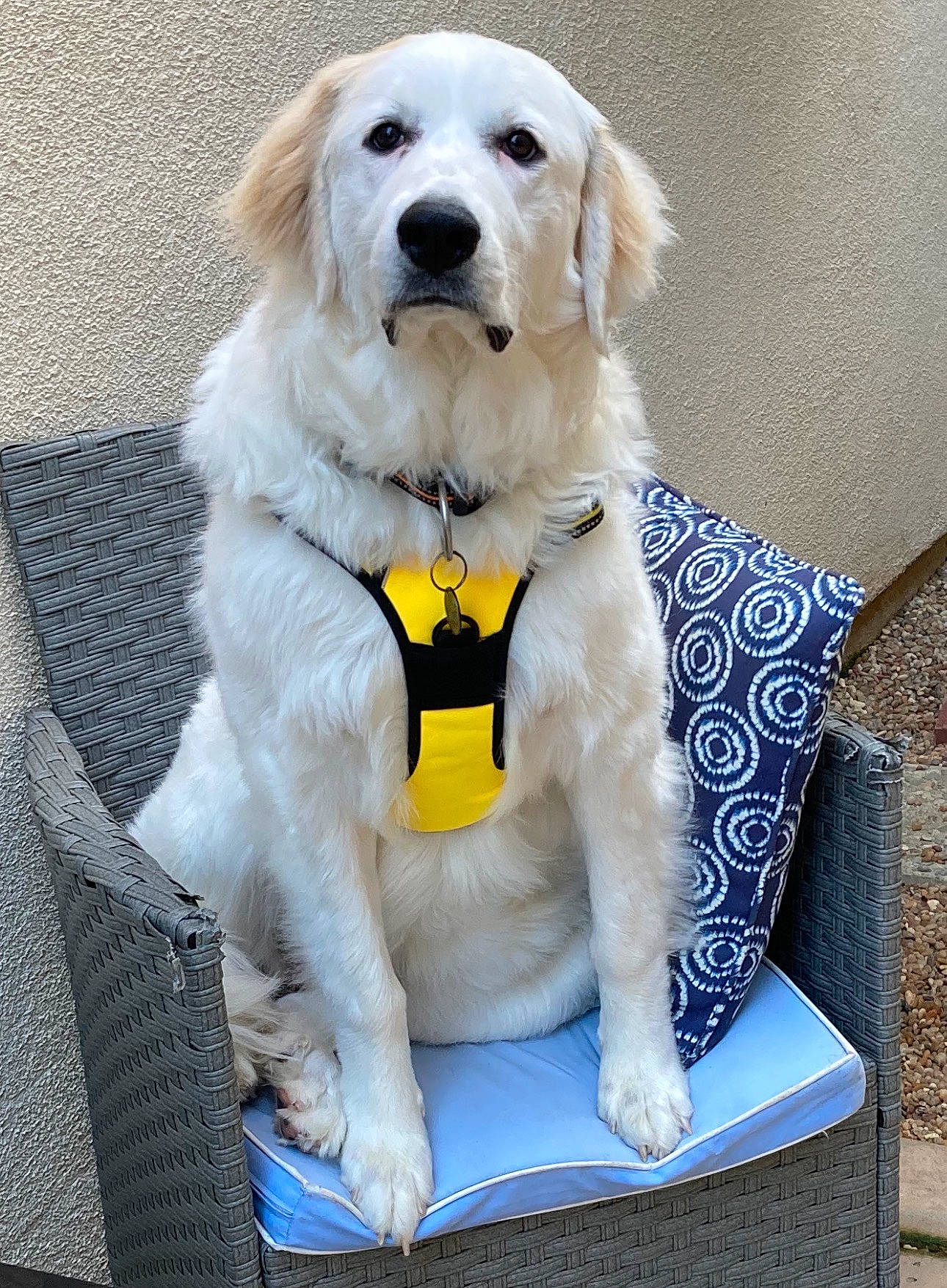 Glynis joined the competition — help win amazing prizes! alert, blue_cushion, canine, chair, cushion, dog, fluffy, garden, golden_retriever, gravel, harness, long_hair, outdoor, patio, pet, portrait, sitting, wall, white_dog, yellow_harness