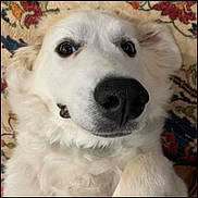 Glynis is registered to the contest to win money with this photo: animal, canine, carpet, close_up, curious, cute, dog, eyes, fluffy, indoor, long_hair, lying_down, nose, patterned_background, pet, photography, portrait, rug, snout, white_dog