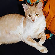 Mama is registered to the contest to win money with this photo: animal, black_background, blanket, cat, close_up, cozy, cream_cat, ears, fabric, feline, green_eyes, indoors, lying_down, orange markings, paws, pet, portrait, relaxed, whiskers, white_cat