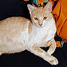 animal, black_background, blanket, cat, close_up, cozy, cream_cat, ears, fabric, feline, green_eyes, indoors, lying_down, orange markings, paws, pet, portrait, relaxed, whiskers, white_cat