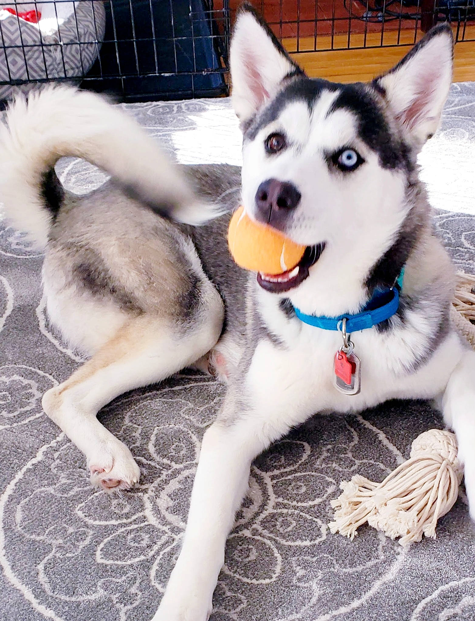 Connor is registered to the contest to win money with this photo: alaskan_klee_kai, alaskan_malamute, ancient_dog_breeds, canadian_eskimo_dog, canidae, carnivore, dog, dog_breed, mammal, miniature_siberian_husky, native_american_indian_dog, northern_inuit_dog, rare_breed_dog, sakhalin_husky, seppala_siberian_sleddog, siberian_husky, sled_dog, tamaskan_dog, vertebrate, wolfdog