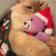 Fluffy joined the competition — help win amazing prizes! cat, stuffed_toy, teddy_bear, christmas_hat, holiday, blanket, cozy, snuggling, cute, fur, indoor, soft, pet, animal, relaxing, warm, festive, christmas, red, purple