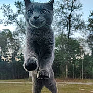 Stitch joined the competition — help win amazing prizes! cat, gray_cat, animal, pet, outdoor, nature, trees, sky, car, windshield, curious, paws, close_up, daylight, forest, mammal, playful, wildlife, feline, front_view