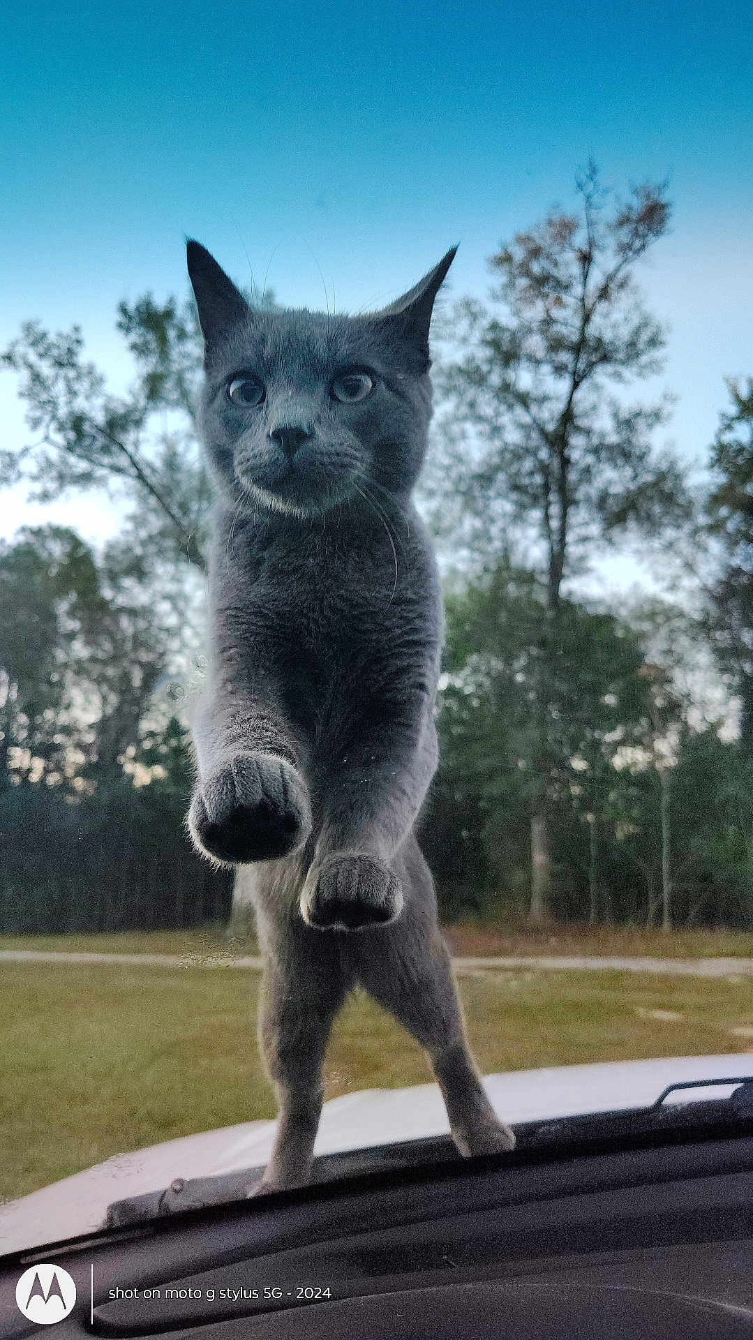 Stitch joined the competition — help win amazing prizes! cat, gray_cat, animal, pet, outdoor, nature, trees, sky, car, windshield, curious, paws, close_up, daylight, forest, mammal, playful, wildlife, feline, front_view