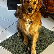 Uly a rejoint le concours — aidez-le/la à gagner de superbes lots ! animal, boot, canine, companion, cozy, dog, domestic, floor, furry, golden_retriever, home, indoor, jacket, looking, paw, pet, rug, sitting, tile, toy