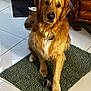 animal, boot, canine, companion, cozy, dog, domestic, floor, furry, golden_retriever, home, indoor, jacket, looking, paw, pet, rug, sitting, tile, toy