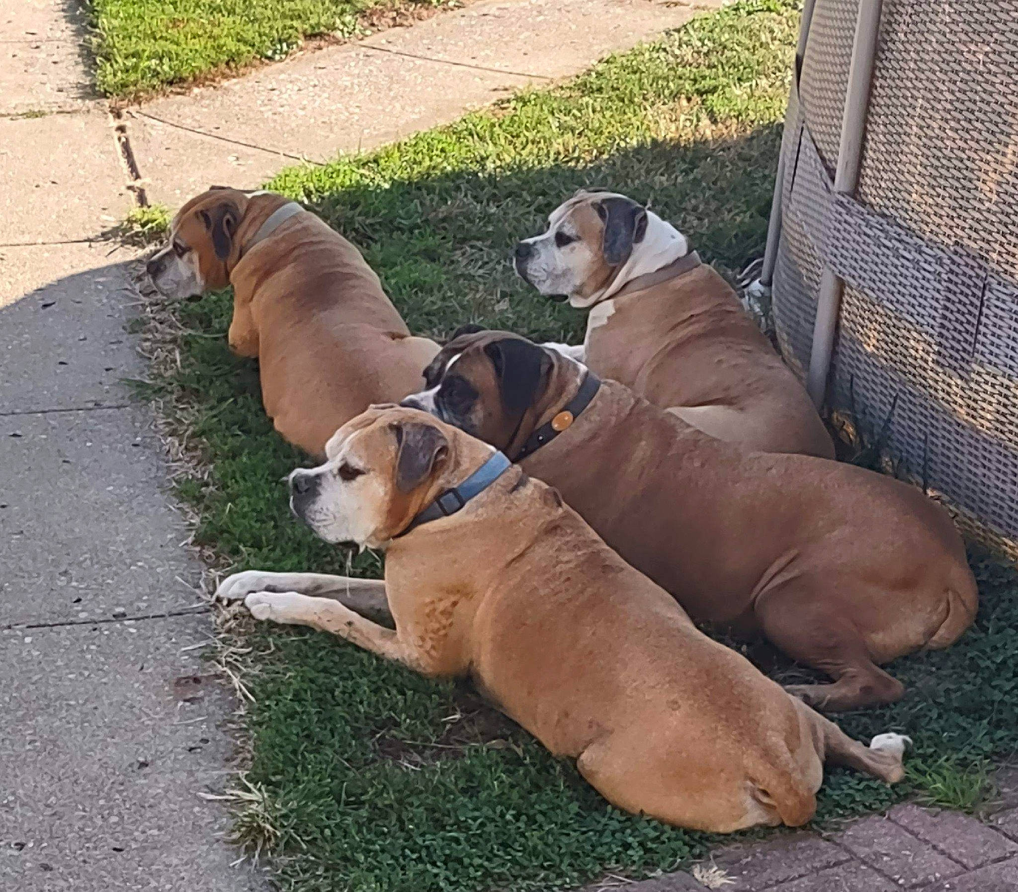 Xenia is registered to the contest to win money with this photo: boxer, canidae, carnivore, collar, companion_dog, dog, dog_breed, dog_collar, dog_supply, fawn, grass, hound, leash, mammal, pet_supply, scent_hound, snout, sporting_group, tail, working_animal