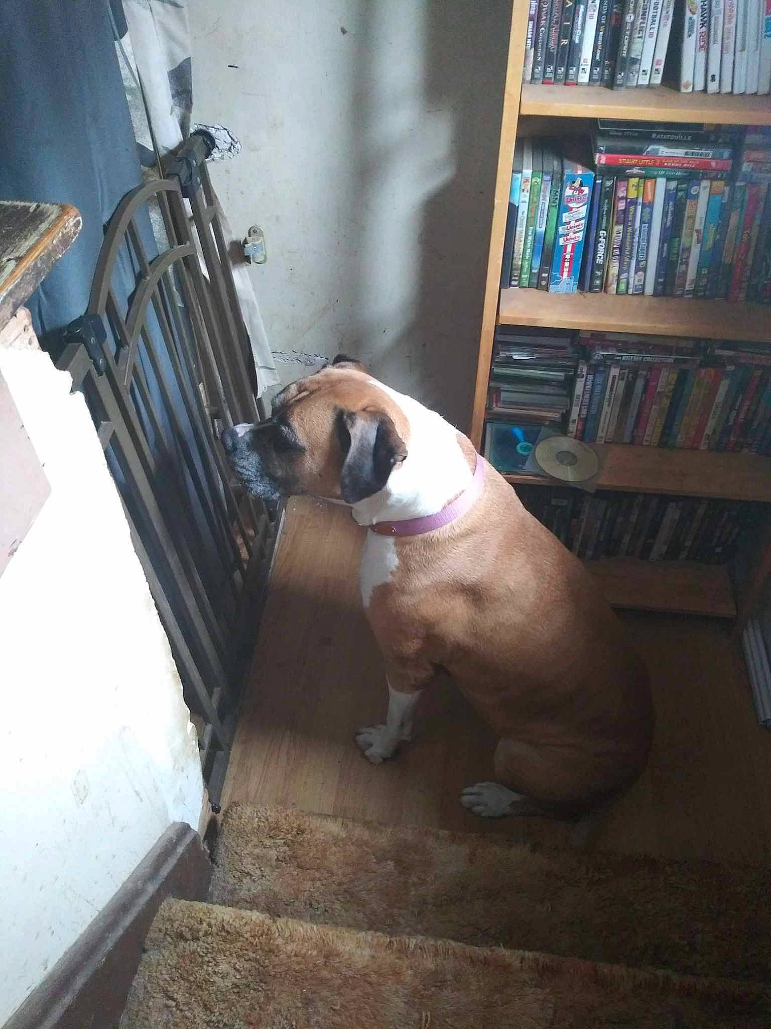 Xenia is registered to the contest to win money with this photo: bookcase, carnivore, companion_dog, dog, dog_breed, fawn, felidae, floor, flooring, hardwood, publication, pug, room, shelf, sporting_group, tail, tints_and_shades, whiskers, wood, working_animal