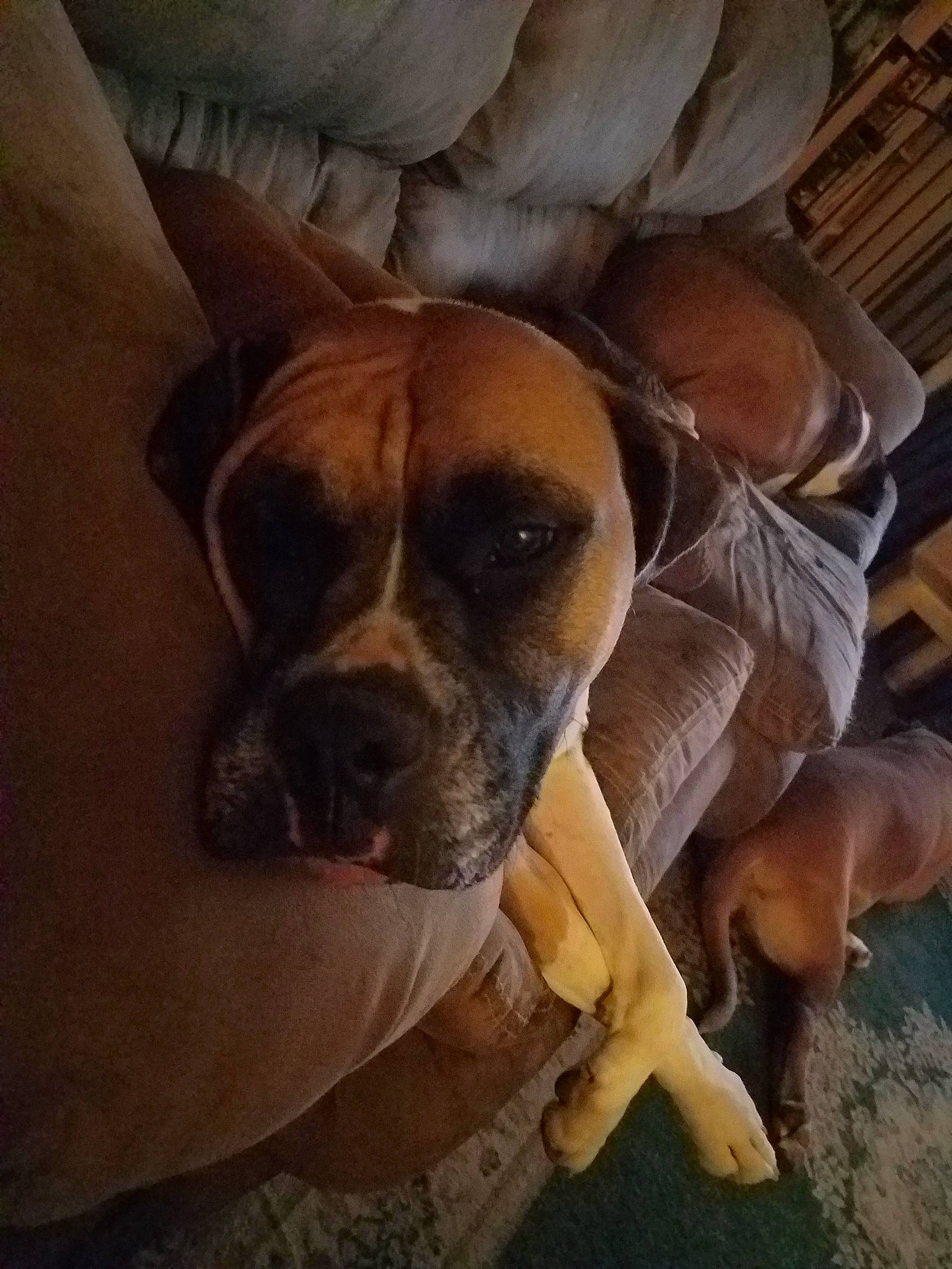 Xenia is registered to the contest to win money with this photo: boxer, canidae, carnivore, cloud, comfort, companion_dog, dog, dog_breed, ear, fawn, non_sporting_group, paw, sky, snout, sporting_group, square, toy_dog, whiskers, wood, working_animal