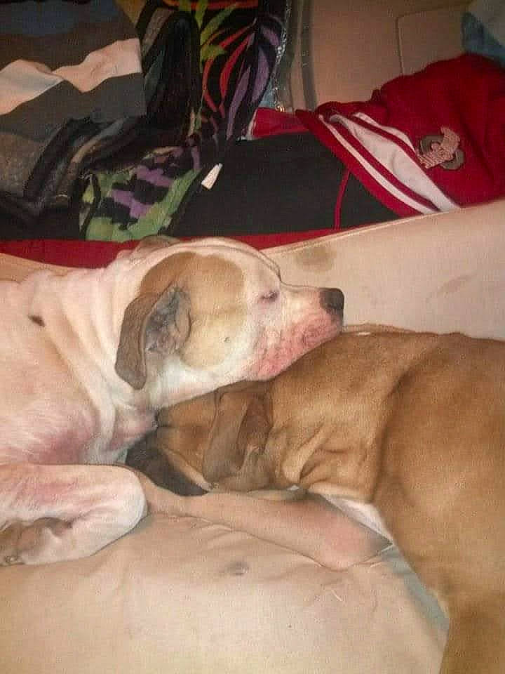 Kilo joined the competition — help win amazing prizes! canidae, carnivore, comfort, companion_dog, dog, dog_breed, fawn, guard_dog, linens, nap, non_sporting_group, snout, sporting_group, working_animal, wrinkle