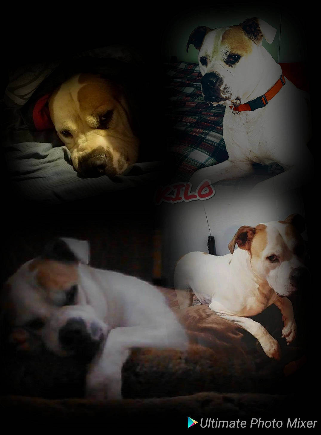 Kilo is registered to the contest to win money with this photo: ancient_dog_breeds, art, canidae, carnivore, collage, collar, companion_dog, dog, dog_breed, dog_collar, font, non_sporting_group, personal_protective_equipment, pet_supply, photo_caption, photography, snout, sporting_group, stock_photography, working_animal