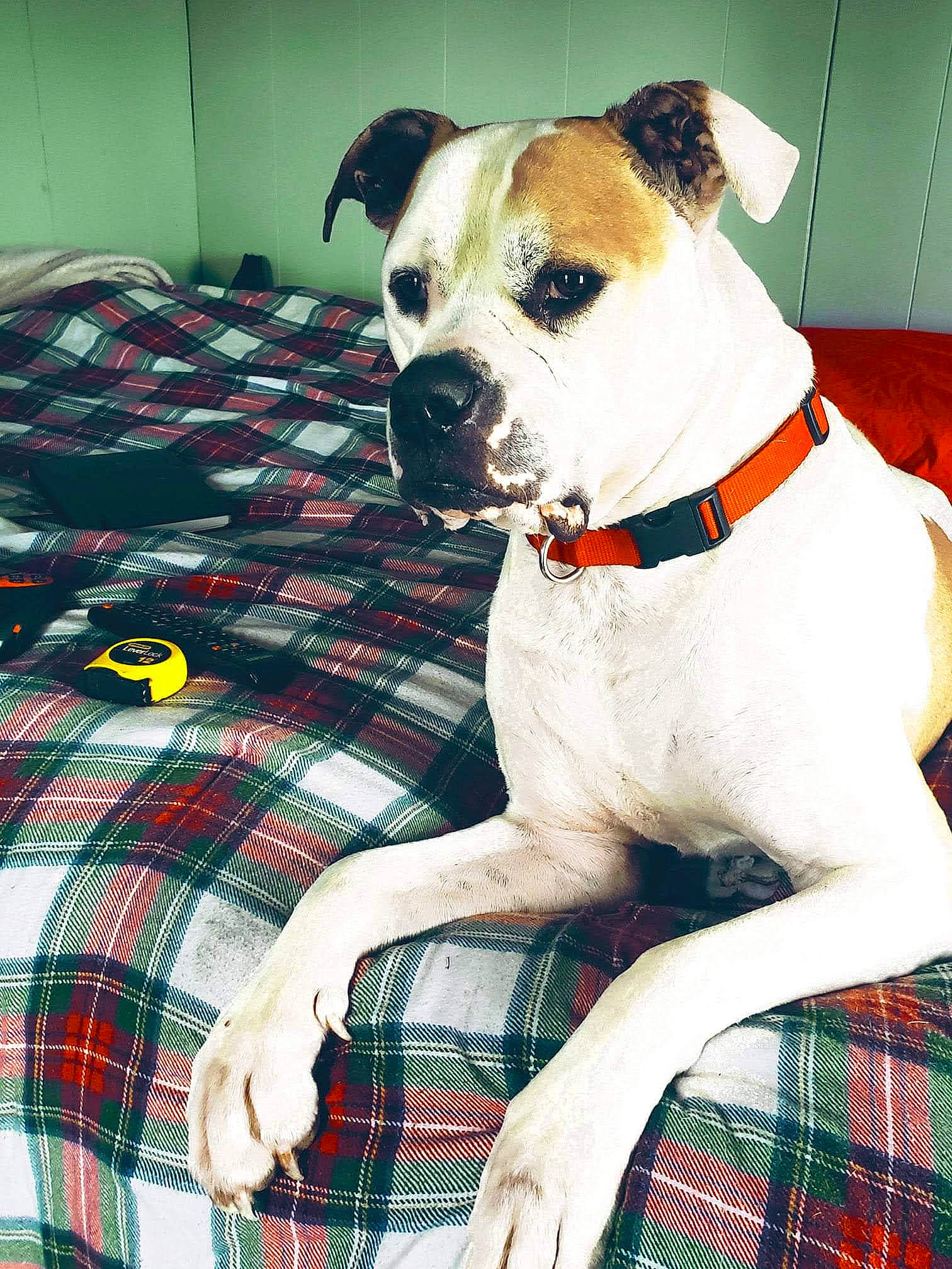 Kilo is registered to the contest to win money with this photo: canidae, carnivore, collar, comfort, companion_dog, dog, dog_breed, dog_collar, dog_supply, green, linens, molosser, pattern, pet_supply, plaid, tartan, terrier, whiskers, working_animal, woven_fabric