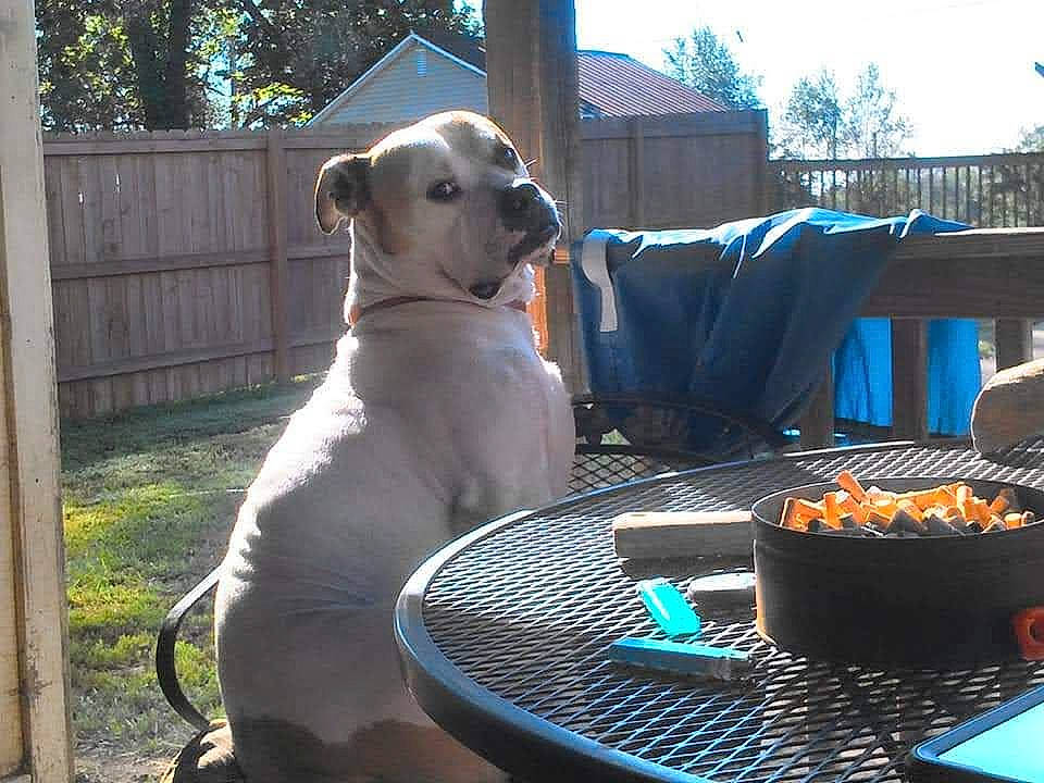 Kilo joined the competition — help win amazing prizes! carnivore, chair, collar, companion_dog, cooking, cookware_and_bakeware, dog, dog_breed, fawn, food, gas, grilling, kitchen_appliance, outdoor_furniture, pet_supply, sky, snout, table, tree, working_animal