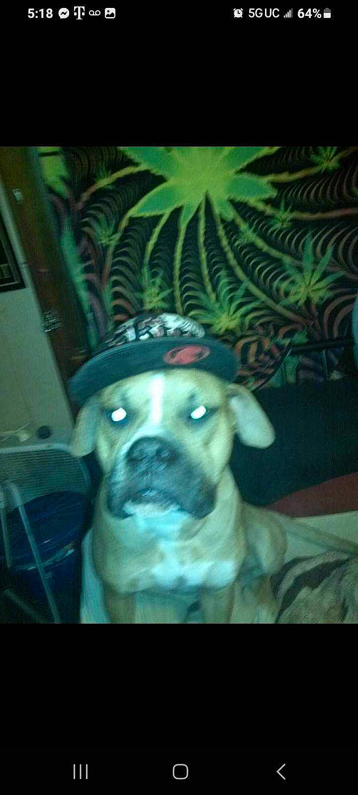 Thor is registered to the contest to win money with this photo: canidae, carnivore, companion_dog, dog, dog_breed, electric_blue, fawn, non_sporting_group, snout, sporting_group, whiskers, working_animal