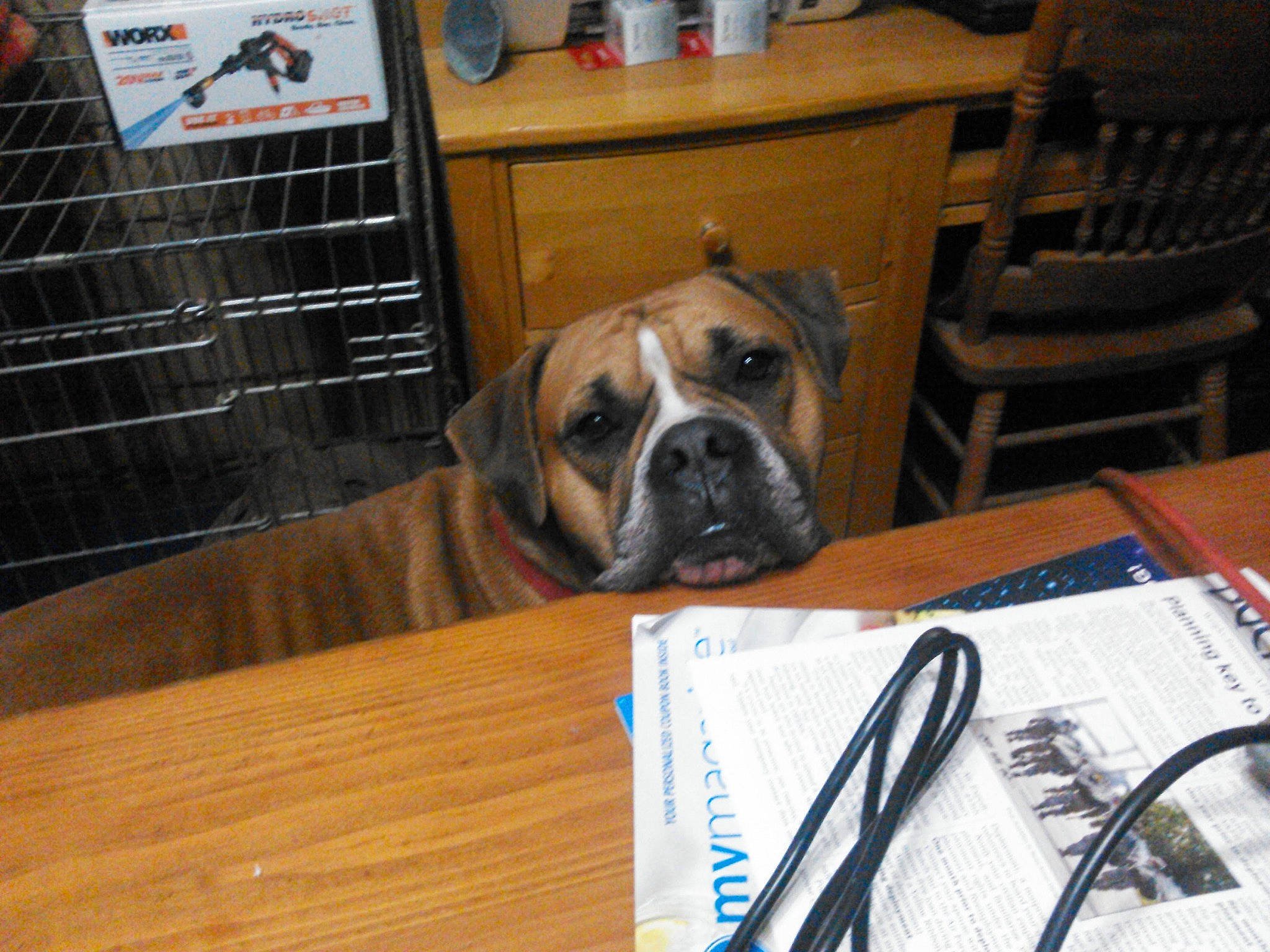 Thor is registered to the contest to win money with this photo: boxer, carnivore, chair, companion_dog, dog, dog_breed, fawn, floor, flooring, hardwood, office_supplies, snout, sporting_group, table, tableware, varnish, window, wood, wood_stain, working_animal