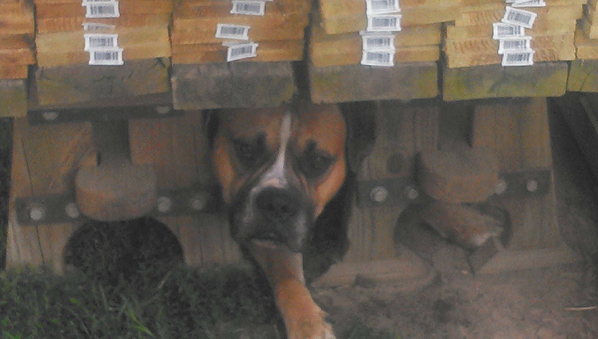 Thor joined the competition — help win amazing prizes! animal_shelter, box, canidae, carnivore, carton, companion_dog, dog, dog_breed, fawn, flooring, fur, hardwood, shipping_box, snout, sporting_group, terrestrial_animal, whiskers, wildlife, wood, working_animal