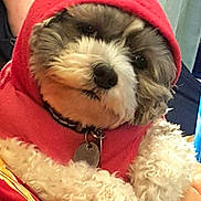 Bailey Boo is registered to the contest to win money with this photo: dog, puppy, small_dog, fluffy, fur, red_hoodie, hooded, pet, canine, portrait, close_up, sitting, indoors, cozy, cute, collar, name_tag, person, cuddle, animal