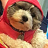dog, puppy, small_dog, fluffy, fur, red_hoodie, hooded, pet, canine, portrait, close_up, sitting, indoors, cozy, cute, collar, name_tag, person, cuddle, animal