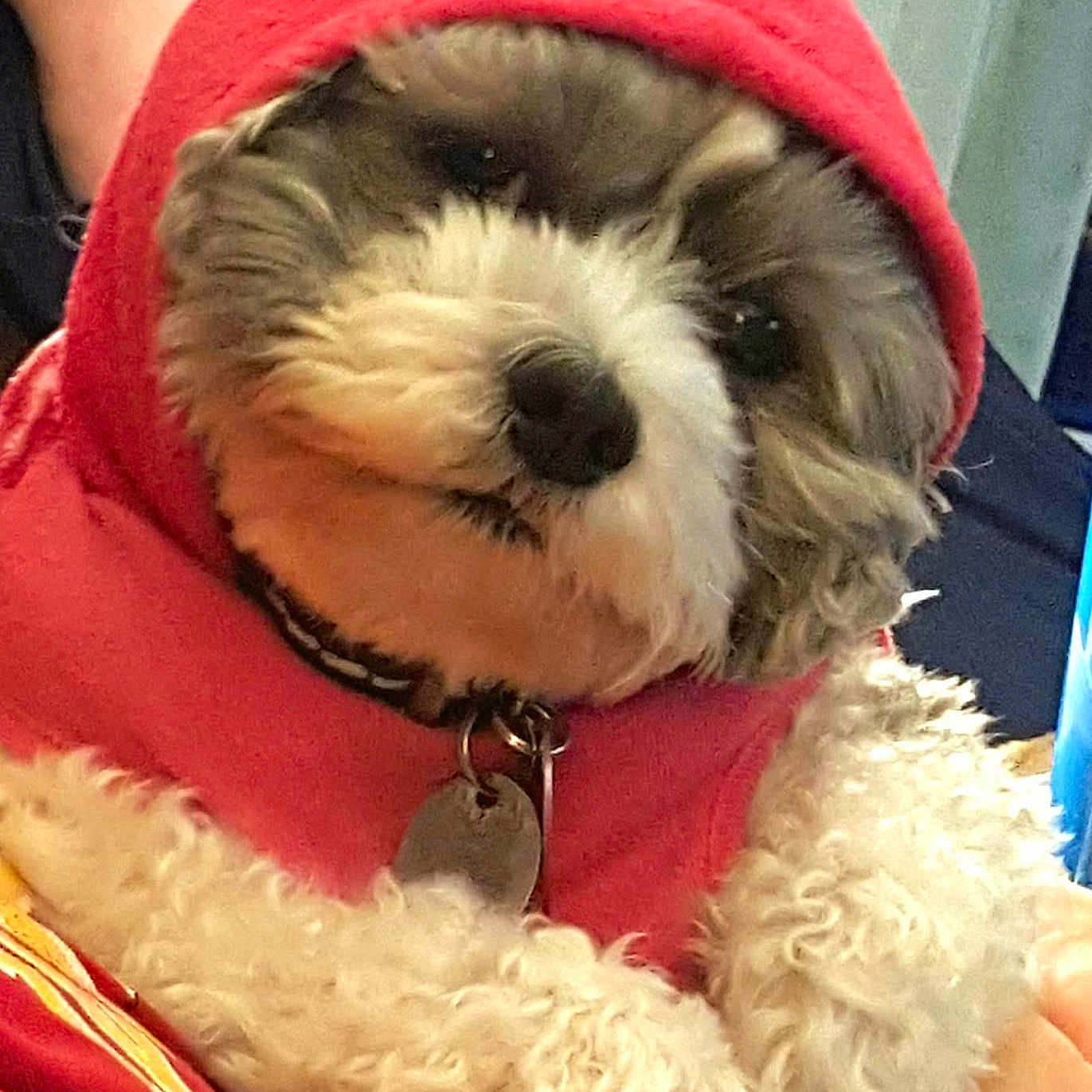 Bailey Boo is registered to the contest to win money with this photo: dog, puppy, small_dog, fluffy, fur, red_hoodie, hooded, pet, canine, portrait, close_up, sitting, indoors, cozy, cute, collar, name_tag, person, cuddle, animal