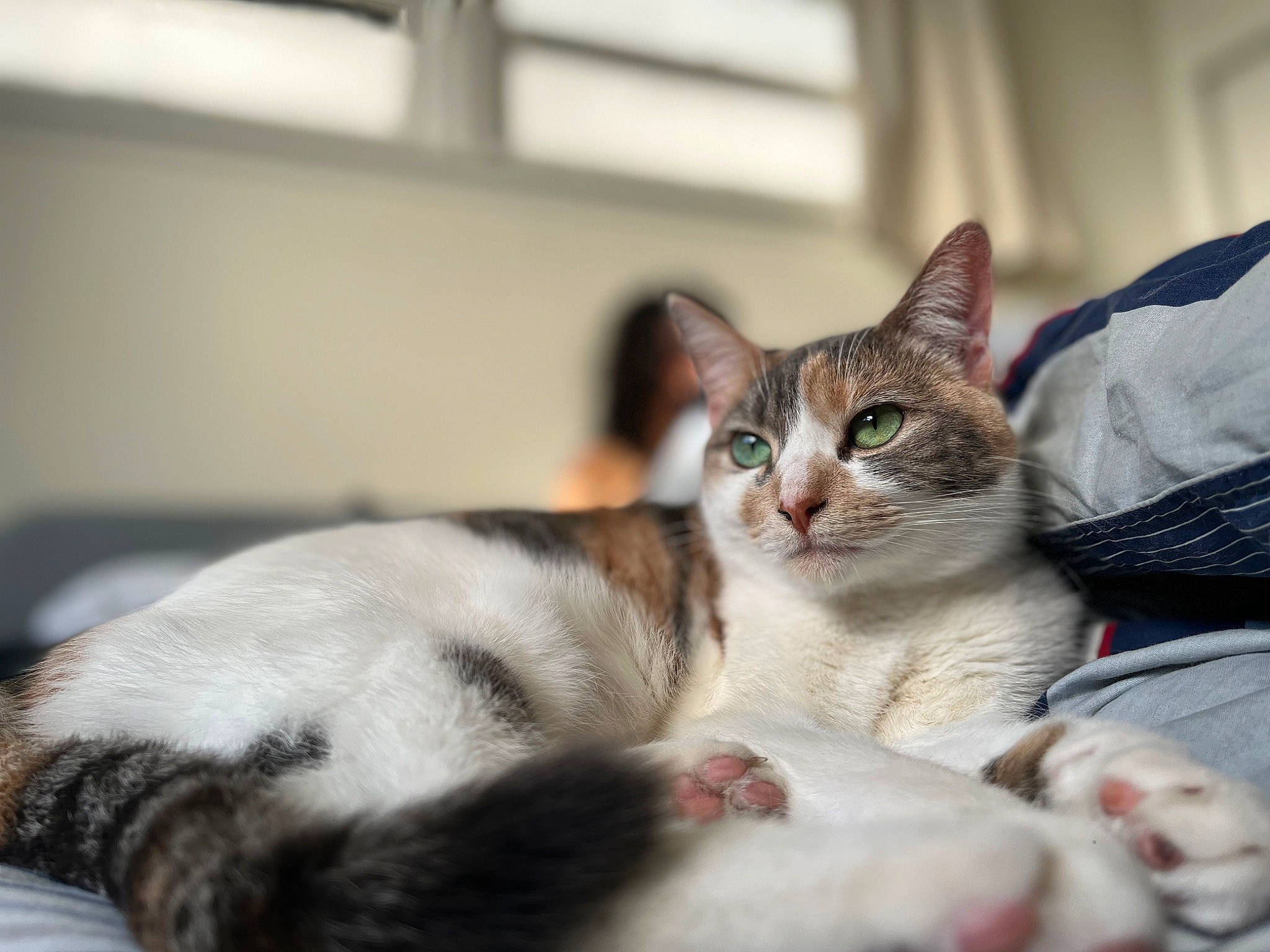 Jasmine joined the competition — help win amazing prizes! carnivore, cat, cat_supply, claw, comfort, domestic_short_haired_cat, fawn, felidae, fur, linens, nap, paw, sitting, small_to_medium_sized_cats, snout, tail, whiskers