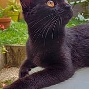 Youka participe au concours pour gagner de l'argent avec cette photo : abyssinian, animal, backyard, blackcat, cat, jar, kitten, manx, nature, outdoors, pet, plant, planter, pottedplant, pottery, slate, soil, vase, yard