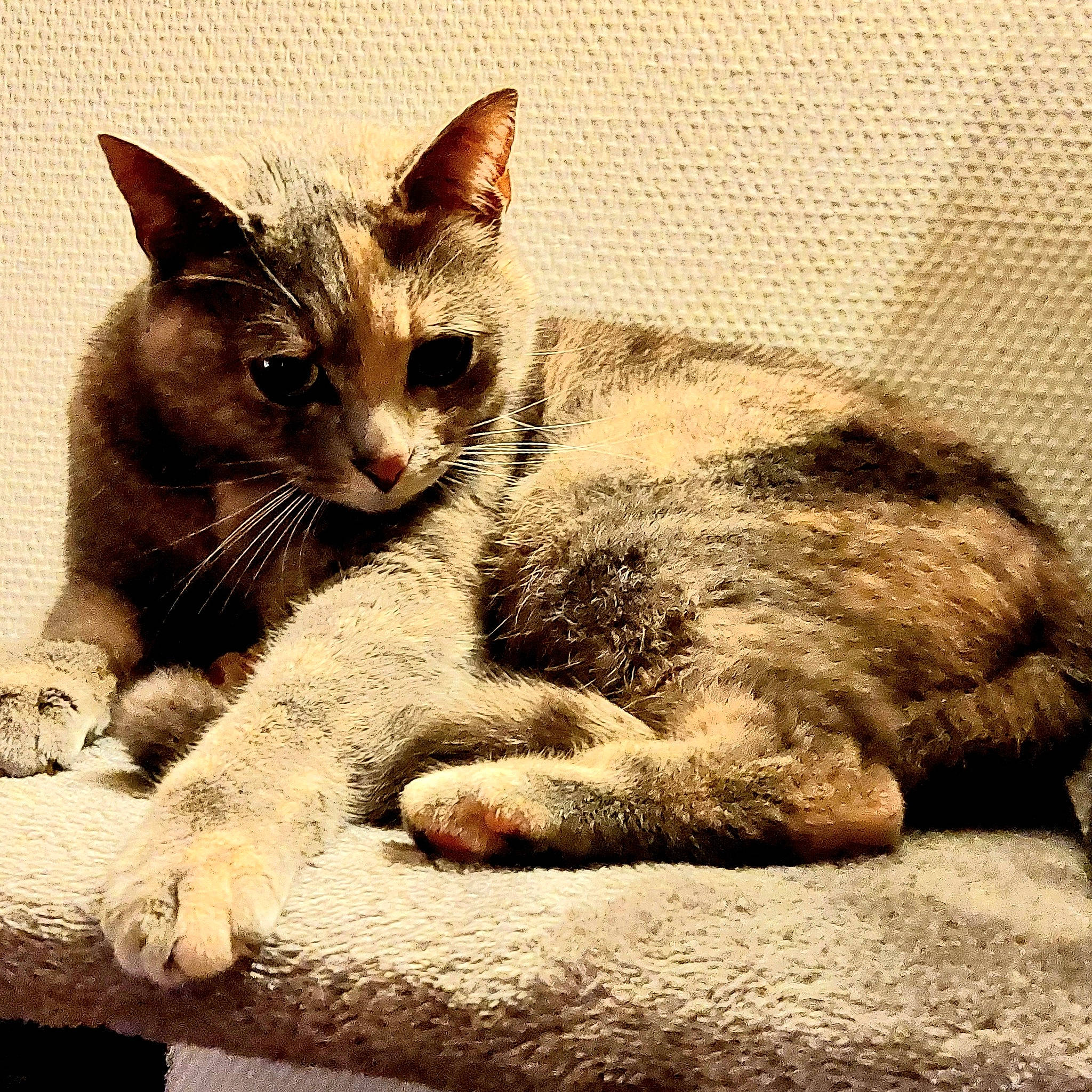 Venus participe au concours pour gagner de l'argent avec cette photo : carnivore, cat, claw, comfort, domestic_short_haired_cat, felidae, fur, monochrome_photography, paw, photo_caption, small_to_medium_sized_cats, snout, tail, terrestrial_animal, whiskers