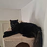 black_cat, cat_tree, indoor, pet, feline, relaxed, fluffy_tail, beige, white_wall, door, animal, resting, looking, household, fur, cute, domestic_cat, home, soft, quiet