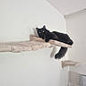 cat, black_cat, feline, pet, indoor, relaxed, lounging, wall_shelf, cozy, fur, green_eyes, animal, domestic_animal, resting, looking, cute, fluffy, home, minimalist, quiet