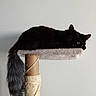 cat, black_cat, feline, pet, animal, tail, fur, whiskers, ears, eyes, cat_perch, scratching_post, rope, indoor, relaxed, resting, sitting, lonely, home, cozy