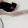 black_cat, cat, pet, indoor, hammock, toy, animal, feline, perched, claw, playful, resting, wall, white_wall, household, domestic, cute, fur, whiskers, ears