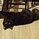 Hoshi