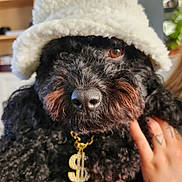 Lucy joined the competition — help win amazing prizes! dog, black_dog, curly_fur, hat, white_hat, gold_necklace, dollar_sign, pet, hand, indoor, cozy, closeup, cute, adorable, portrait, animal_accessory, fashion, fur, brown_eyes, domestic_animal