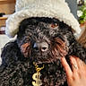 dog, black_dog, curly_fur, hat, white_hat, gold_necklace, dollar_sign, pet, hand, indoor, cozy, closeup, cute, adorable, portrait, animal_accessory, fashion, fur, brown_eyes, domestic_animal