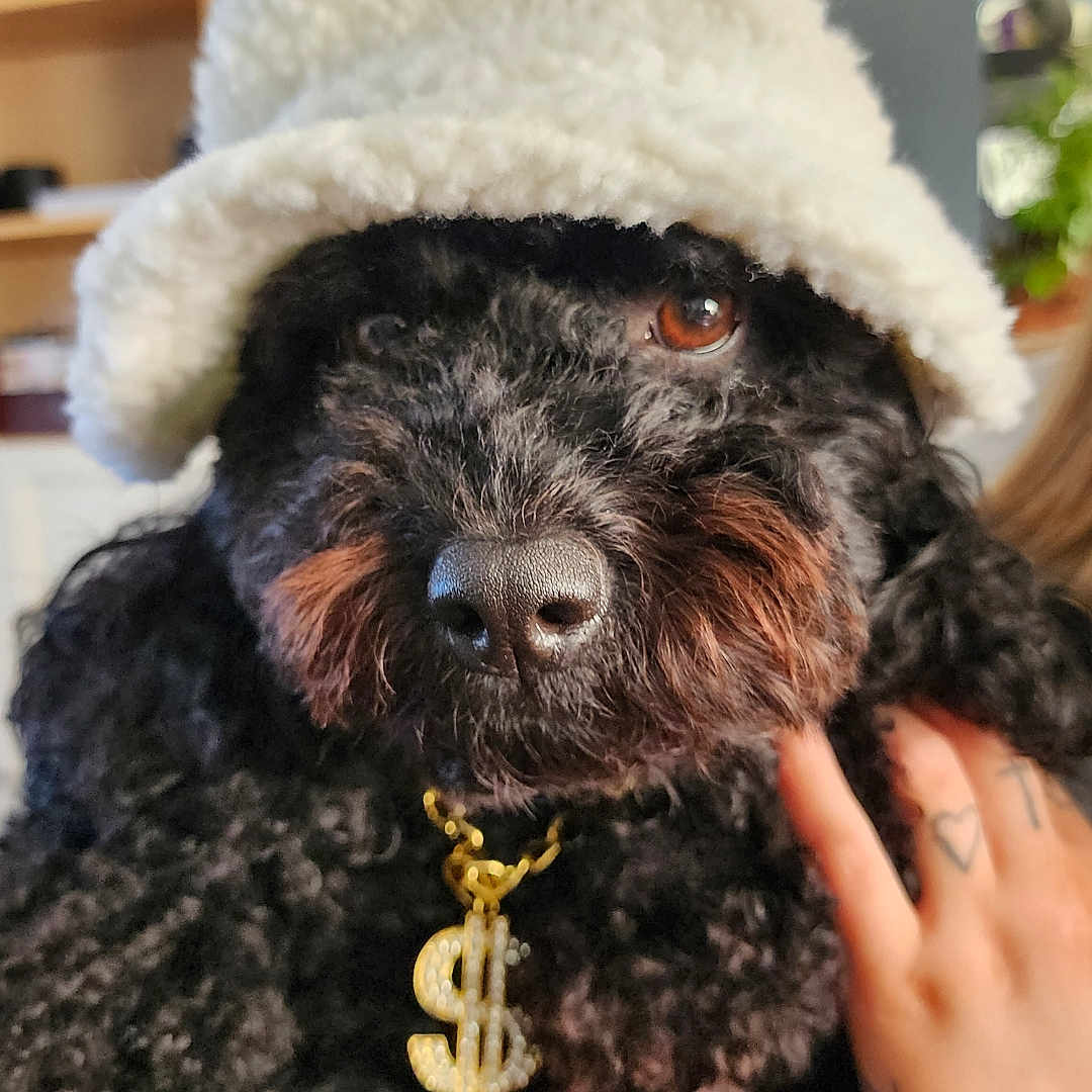 Lucy joined the competition — help win amazing prizes! dog, black_dog, curly_fur, hat, white_hat, gold_necklace, dollar_sign, pet, hand, indoor, cozy, closeup, cute, adorable, portrait, animal_accessory, fashion, fur, brown_eyes, domestic_animal
