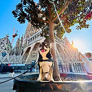 Thor joined the competition — help win amazing prizes! architecture, building, daytime, dog, happy, landmark, leash, lens_flare, outdoor, person, photography, planter, shadow, sky, sun, sunlight, tongue_out, tourist, tree, urban