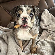 Zoey is registered to the contest to win money with this photo: puppy, dog, bulldog, blue_eyes, toy, blanket, leather_chair, indoor, pet, cute, animal, fur, playful, young, domestic_animal, looking_at_camera, front_view, snout, ears, tongue