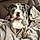 Zoey