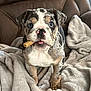 puppy, dog, bulldog, blue_eyes, toy, blanket, leather_chair, indoor, pet, cute, animal, fur, playful, young, domestic_animal, looking_at_camera, front_view, snout, ears, tongue