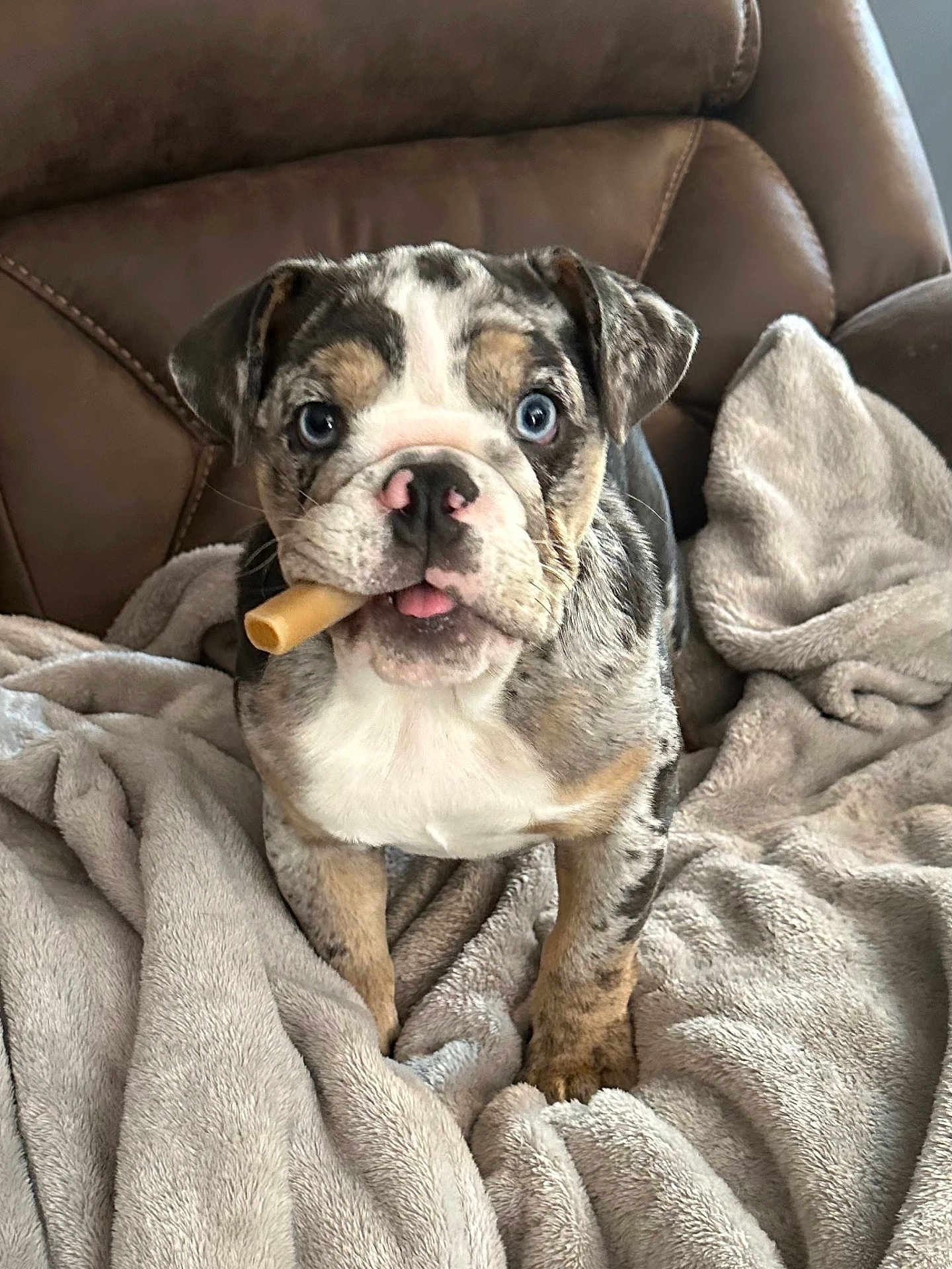 Zoey is registered to the contest to win money with this photo: puppy, dog, bulldog, blue_eyes, toy, blanket, leather_chair, indoor, pet, cute, animal, fur, playful, young, domestic_animal, looking_at_camera, front_view, snout, ears, tongue