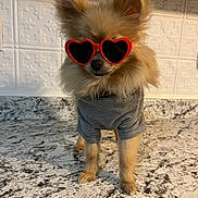 Stormie is registered to the contest to win money with this photo: dog, small_dog, pomeranian, glasses, heart_shaped_glasses, red_glasses, shirt, gray_shirt, pet_clothing, fur, fluffy, standing, countertop, kitchen, indoor, cute, animal, portrait, sunglasses, fashion