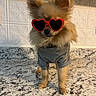 dog, small_dog, pomeranian, glasses, heart_shaped_glasses, red_glasses, shirt, gray_shirt, pet_clothing, fur, fluffy, standing, countertop, kitchen, indoor, cute, animal, portrait, sunglasses, fashion